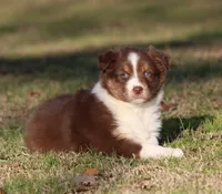 RTF-1, a female Australian Shepherd for sale in Northport, AL – Photo 5 of 9