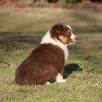 RTF-1, a female Australian Shepherd for sale in Northport, AL – Photo 6 of 9