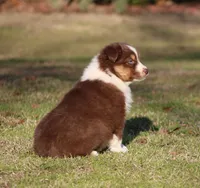 RTF-1, a female Australian Shepherd for sale in Northport, AL – Photo 6 of 9