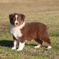 RTF-1, a female Australian Shepherd for sale in Northport, AL – Photo 7 of 9