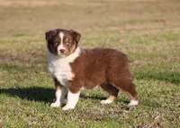 RTF-1, a female Australian Shepherd for sale in Northport, AL – Photo 7 of 9