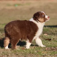 RTF-1, a female Australian Shepherd for sale in Northport, AL – Photo 9 of 9