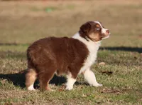 RTF-1, a female Australian Shepherd for sale in Northport, AL – Photo 9 of 9