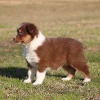 RTF-1, a female Australian Shepherd for sale in Northport, AL – Photo 4 of 9