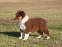 RTF-1, a female Australian Shepherd for sale in Northport, AL – Photo 4 of 9
