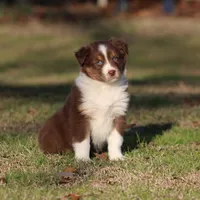 RTF-1, a female Australian Shepherd for sale in Northport, AL – Photo 1 of 9