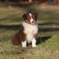 RTF-1, a female Australian Shepherd for sale in Northport, AL – Photo 1 of 9