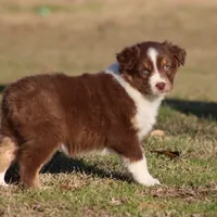 RTF-1, a female Australian Shepherd for sale in Northport, AL – Photo 3 of 9