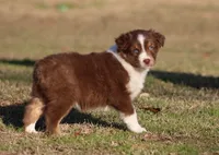 RTF-1, a female Australian Shepherd for sale in Northport, AL – Photo 3 of 9