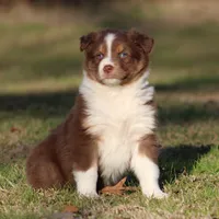 RTF-1, a female Australian Shepherd for sale in Northport, AL – Photo 2 of 9