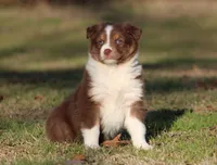 RTF-1, a female Australian Shepherd for sale in Northport, AL – Photo 2 of 9