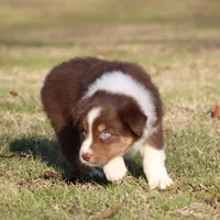 RTF-1, a female Australian Shepherd for sale in Northport, AL – Photo 8 of 9