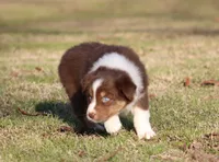 RTF-1, a female Australian Shepherd for sale in Northport, AL – Photo 8 of 9