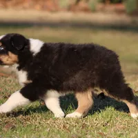 BTM-1, a male Australian Shepherd for sale in Northport, AL – Photo 7 of 7