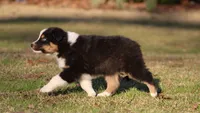 BTM-1, a male Australian Shepherd for sale in Northport, AL – Photo 7 of 7