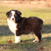 BTM-1, a male Australian Shepherd for sale in Northport, AL – Photo 4 of 7