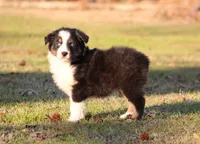 BTM-1, a male Australian Shepherd for sale in Northport, AL – Photo 4 of 7