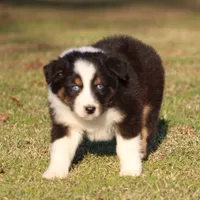 BTM-1, a male Australian Shepherd for sale in Northport, AL – Photo 1 of 7