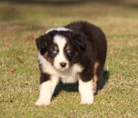 BTM-1, a male Australian Shepherd for sale in Northport, AL – Photo 1 of 7