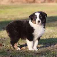 BTM-1, a male Australian Shepherd for sale in Northport, AL – Photo 3 of 7
