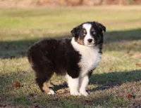 BTM-1, a male Australian Shepherd for sale in Northport, AL – Photo 3 of 7