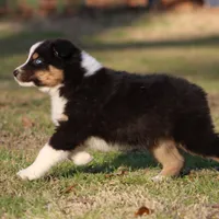 BTM-1, a male Australian Shepherd for sale in Northport, AL – Photo 6 of 7