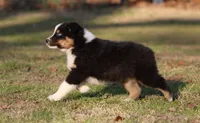 BTM-1, a male Australian Shepherd for sale in Northport, AL – Photo 6 of 7