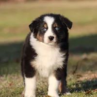 BTM-1, a male Australian Shepherd for sale in Northport, AL – Photo 2 of 7