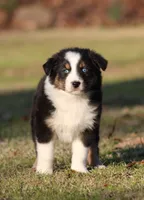 BTM-1, a male Australian Shepherd for sale in Northport, AL – Photo 2 of 7