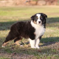 BTM-1, a male Australian Shepherd for sale in Northport, AL – Photo 5 of 7