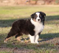 BTM-1, a male Australian Shepherd for sale in Northport, AL – Photo 5 of 7