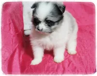 Alice , a female Shiranian for sale in Brookhaven, MS – 3 of 3