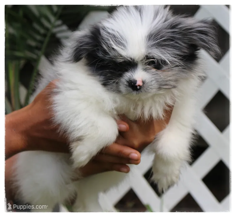 Alice 🌸  – Shiranian puppy for sale in Brookhaven, MS