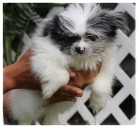 Alice 🌸 , a female Shiranian for sale in Brookhaven, MS – 1 of 4