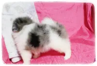 Prudence 🌻  , a female Shiranian for sale in Brookhaven, MS – 6 of 6