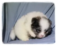 Patrick, a male Shiranian for sale in Brookhaven, MS – 2 of 4