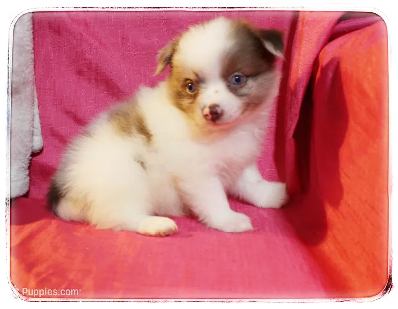 Greta – Shiranian puppy for sale in Brookhaven, MS