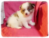 Greta, a female Shiranian for sale in Brookhaven, MS – 2 of 3