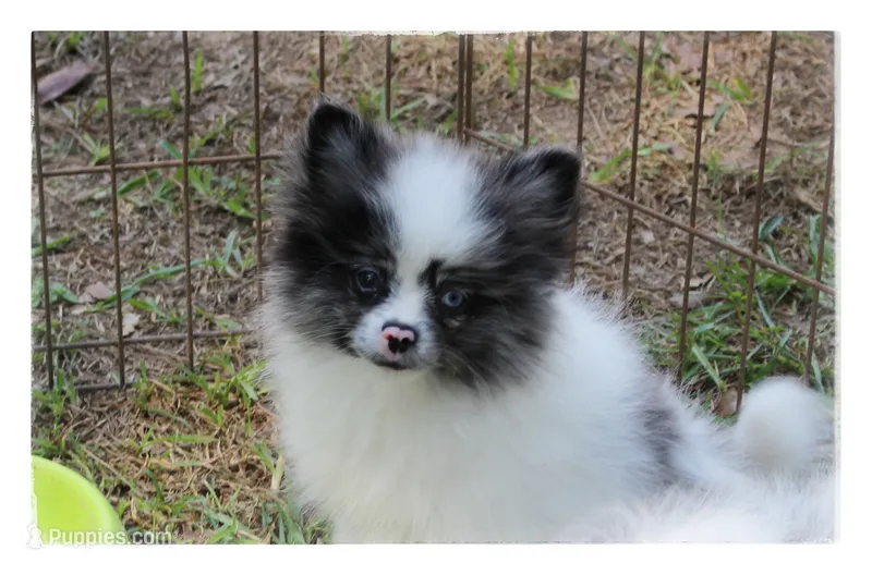 Patrick 🤠 – Shiranian puppy for sale in Brookhaven, MS
