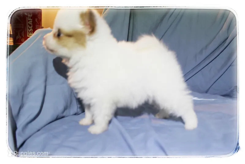 Preston  – Shiranian puppy for sale in Brookhaven, MS