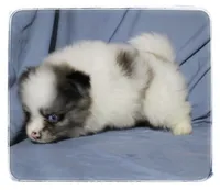 Patrick, a male Shiranian for sale in Brookhaven, MS – 3 of 4