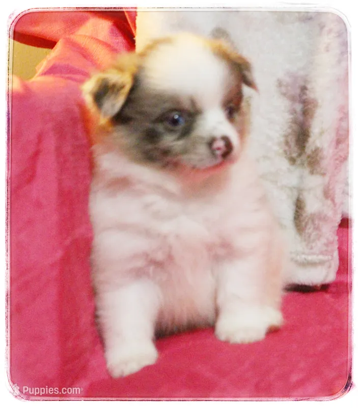 Greta 🌼  – Shiranian puppy for sale in Brookhaven, MS