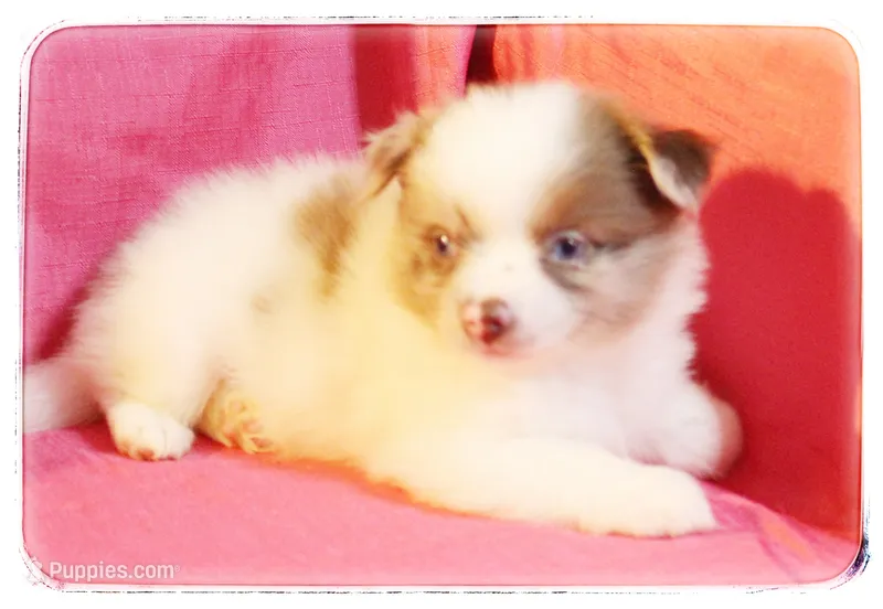 Greta – Shiranian puppy for sale in Brookhaven, MS