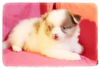 Greta, a female Shiranian for sale in Brookhaven, MS – 1 of 3