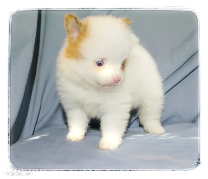 Preston ⚾️  – Shiranian puppy for sale in Brookhaven, MS