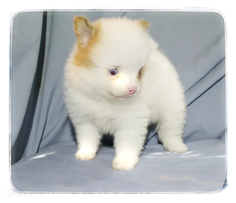 Preston ⚾️  – Shiranian puppy for sale in Brookhaven, MS