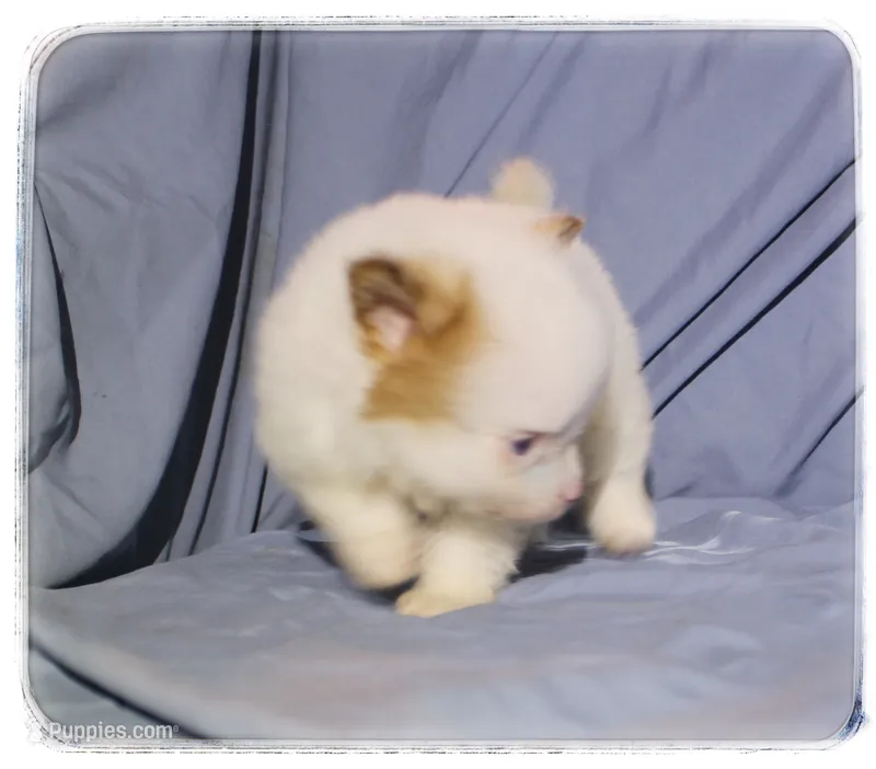 Preston  – Shiranian puppy for sale in Brookhaven, MS