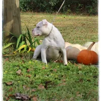 Glorilla 🦍, a female American Bully for sale in Brookhaven, MS – Photo 3 of 3