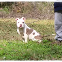 Glorilla 🦍, a female American Bully for sale in Brookhaven, MS – Photo 1 of 3