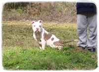 Glorilla, a female American Bully for sale in Brookhaven, MS – Photo 1 of 3